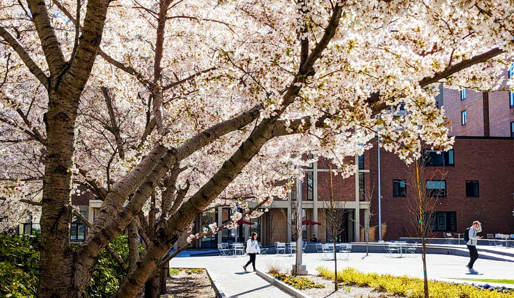 Flowering trees and pedestrians in plaza-style area adjacent to brick buildings