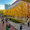 Students walking on Temple's Liacouras Walk along a row of trees with golden autumn leaves