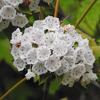 mountain laurels in bloom