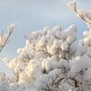 WinterInPennsylvaniaByaudreyjm529-SQ.jpg
