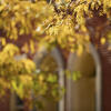 Leaves turning gold on a tree in front of a brick building with arched doorways