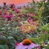 garden-courtney-r-wp-cc0.jpg