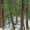 A Hemlock and Pine forest in snow