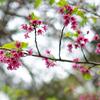 pink cherry blossoms and green leaves on a tree branch