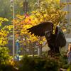 People walk near Temple's bronze owl sculpture next to the Founders Garden with trees backlit by warm sunlight
