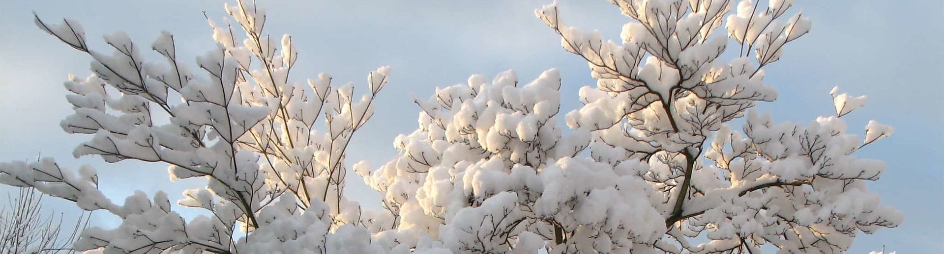 Snow-covered tree backlit by sunshine