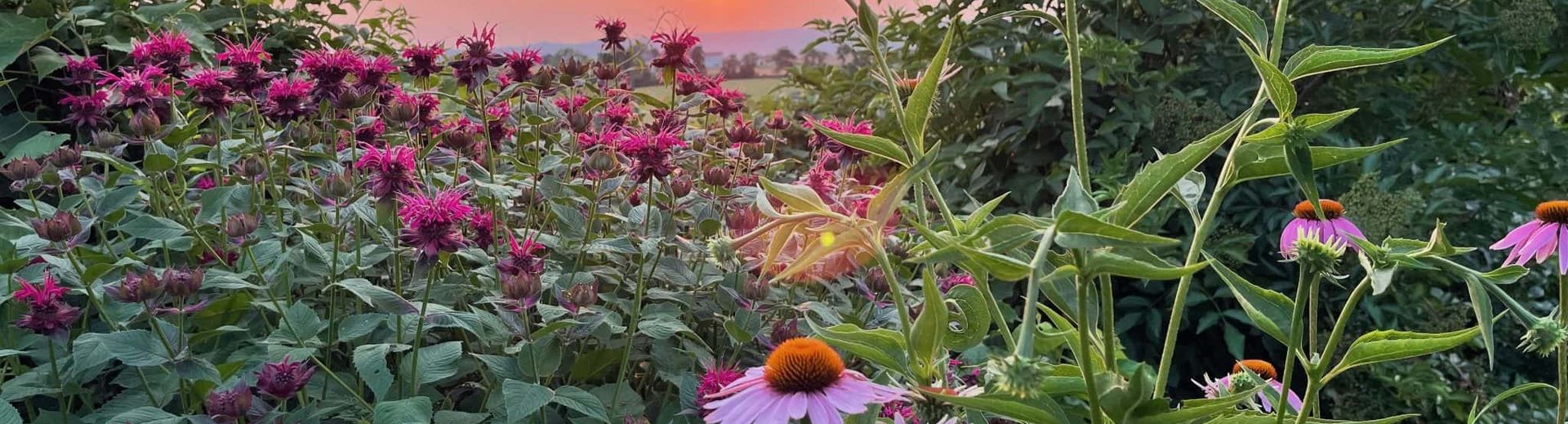 Flower garden in summer bloom with sunset beyond